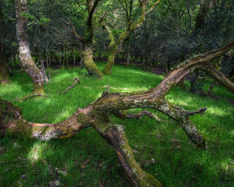 Fallen trunks and old twisted oak trees