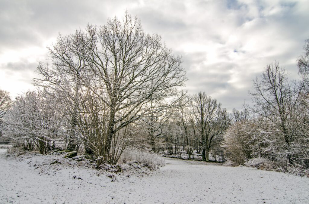 Winter Countryside Scenery After Snowfall