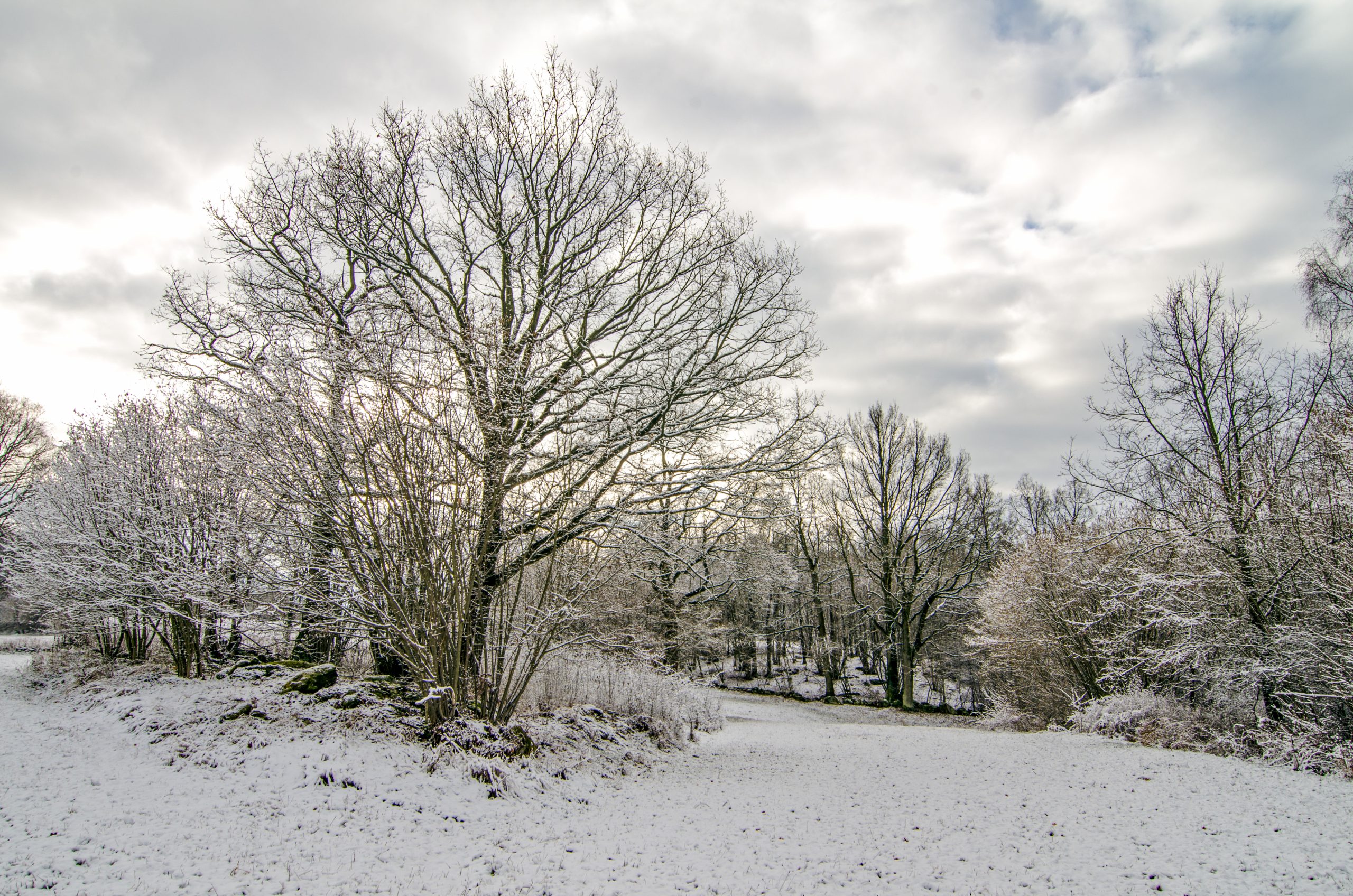 Winter Countryside Scenery After Snowfall