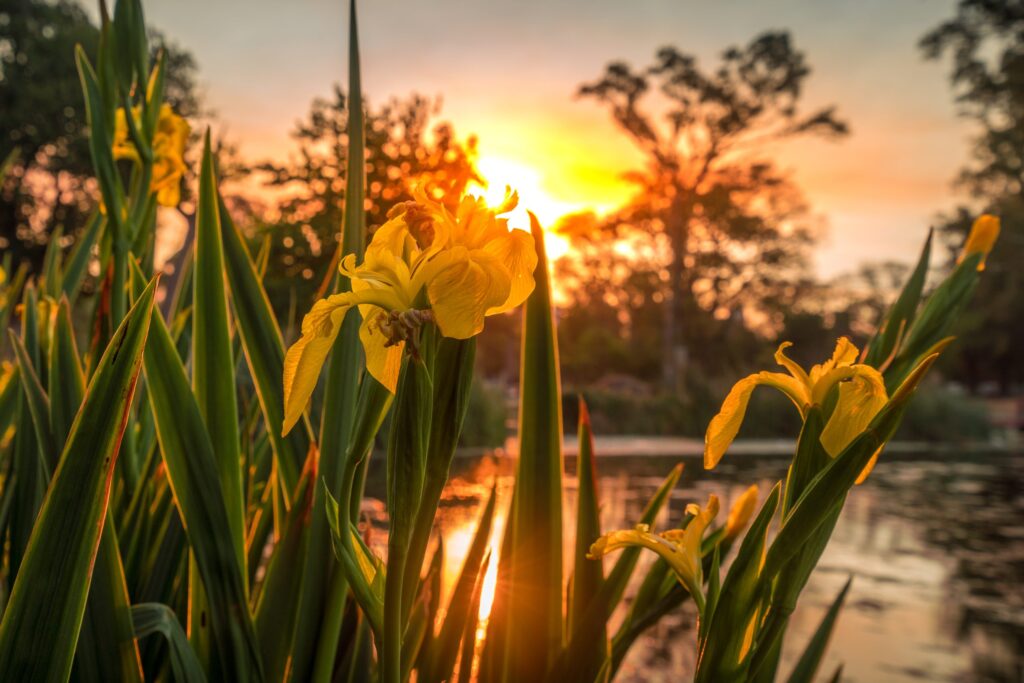 A field of yellow flowers with a sun in the background