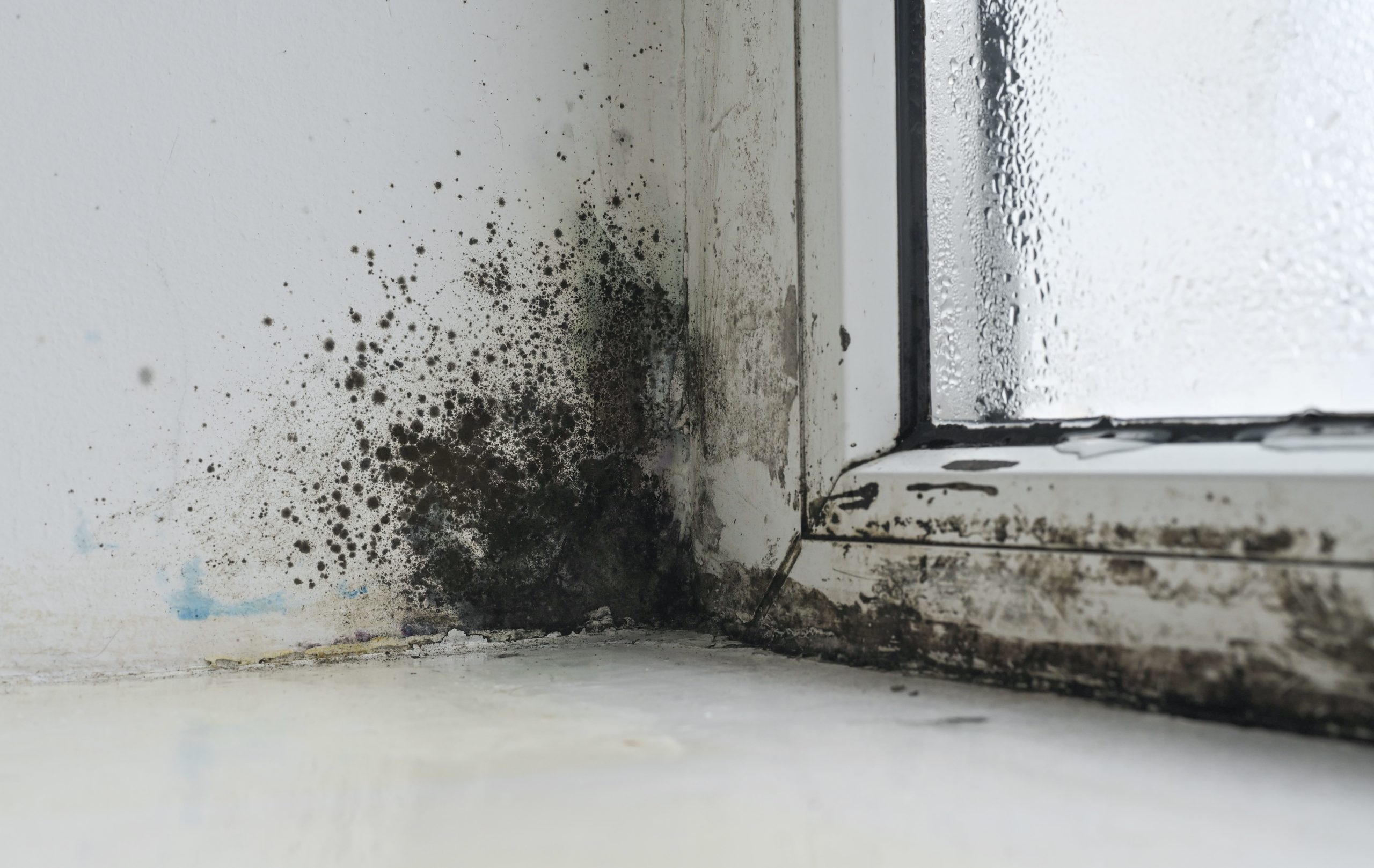 Black mold colonies flourish on damp window glass. Windowpane hosts thriving mold ecosystem in humidity rich environment, where spores and condensation collaborate